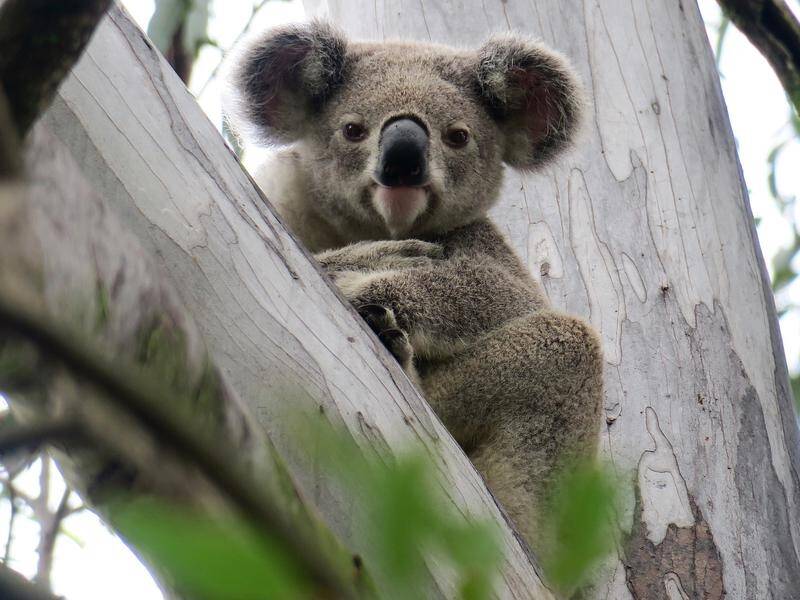 The NSW Forestry Corporation has again been taken to court for felling trees in koala habitat.