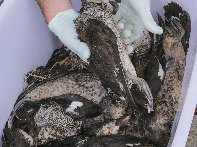 Bird advocates want more wetlands closed in Victoria to protect native species from duck shooters. (Wayne Taylor/AAP PHOTOS)