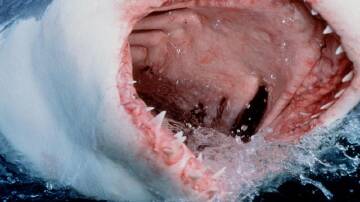 Sharks' teeth could provide important clues to what bacteria are resistant to what antibiotics. (AP PHOTO)