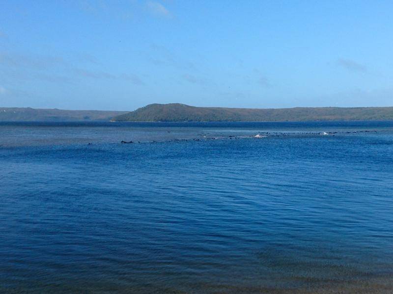 A pod of about 70 whales has become stranded on a sandbar on Tasmania's west coast.