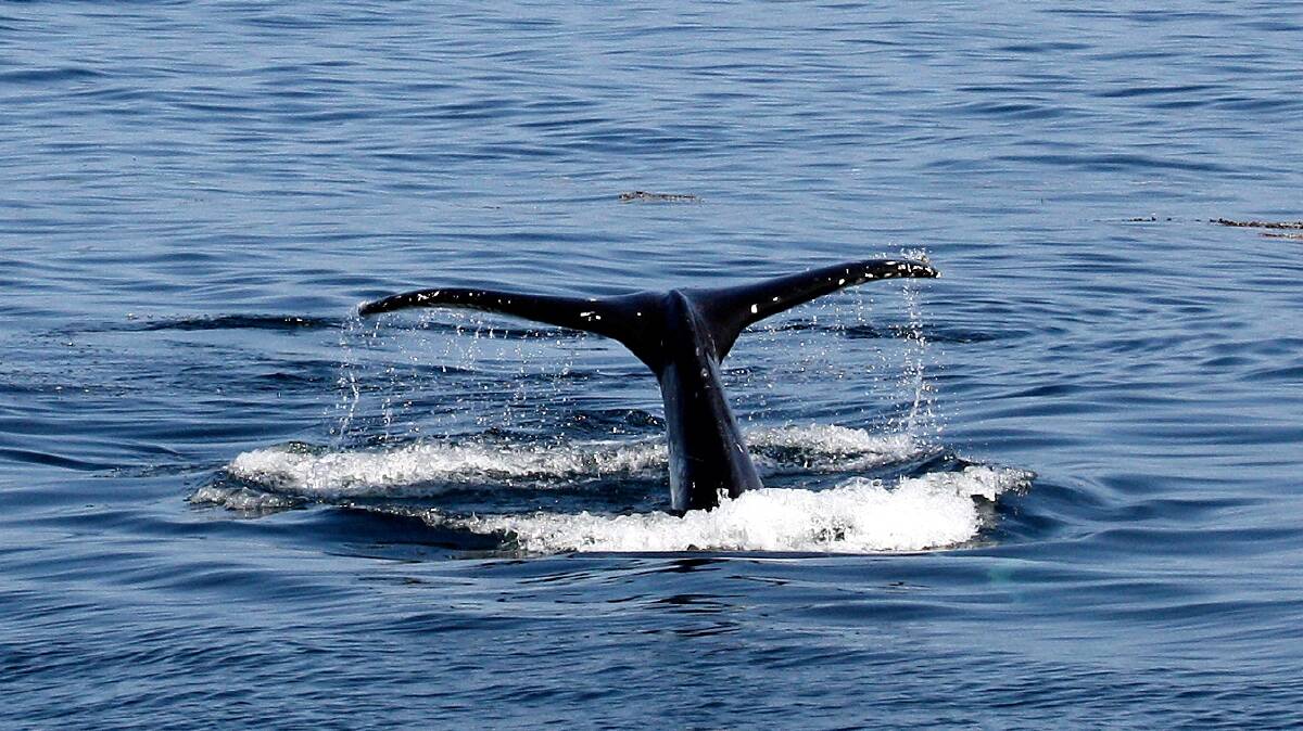 ORRCA is asking for your help with the whale census. 