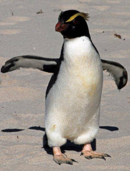 Bro, a Fiordland Crested Penguin.