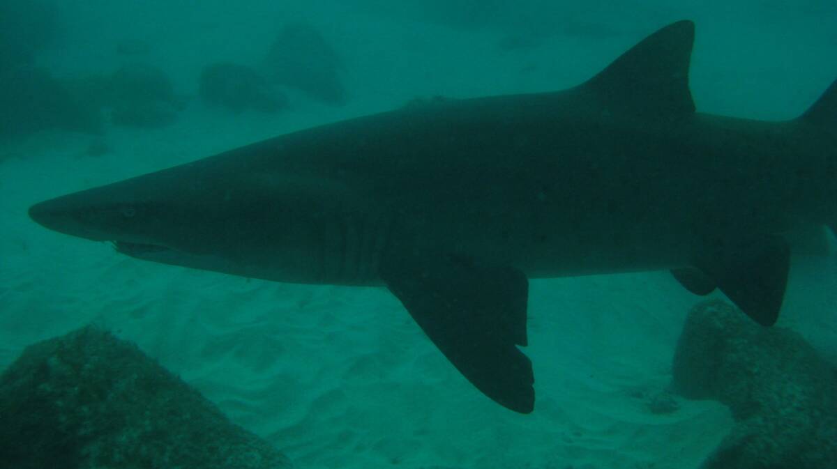 A Grey Nurse shark. PHOTO: Merimbula Divers Lodge
