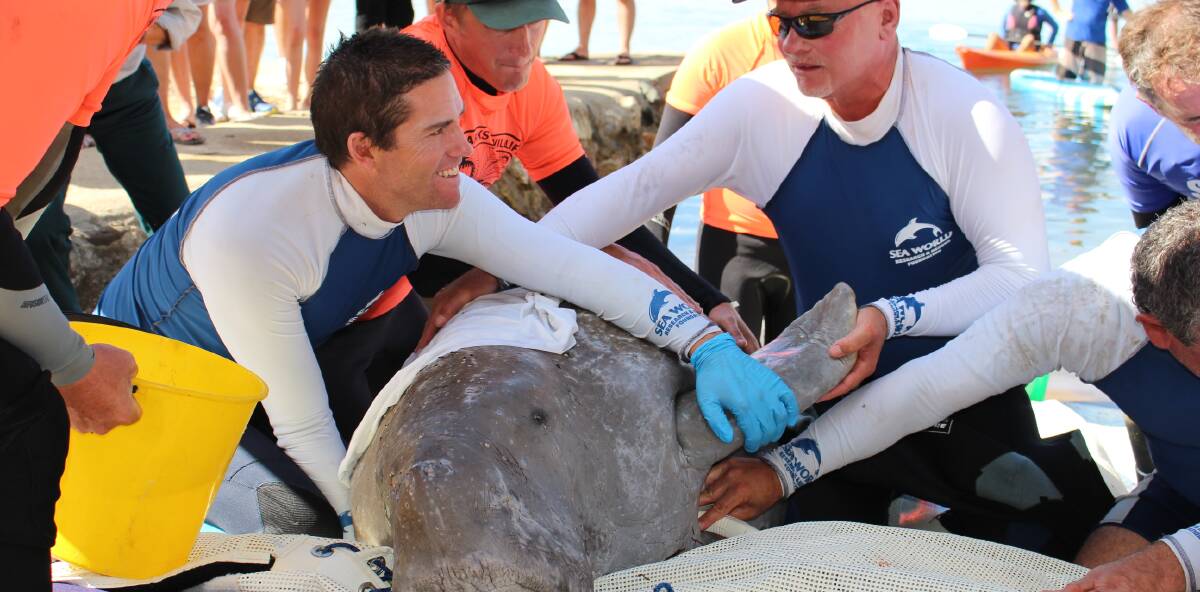 Operation dugong: Merimbula the dugong is almost ready to be released after he was rescued and relocated from Merimbula Lake last week.