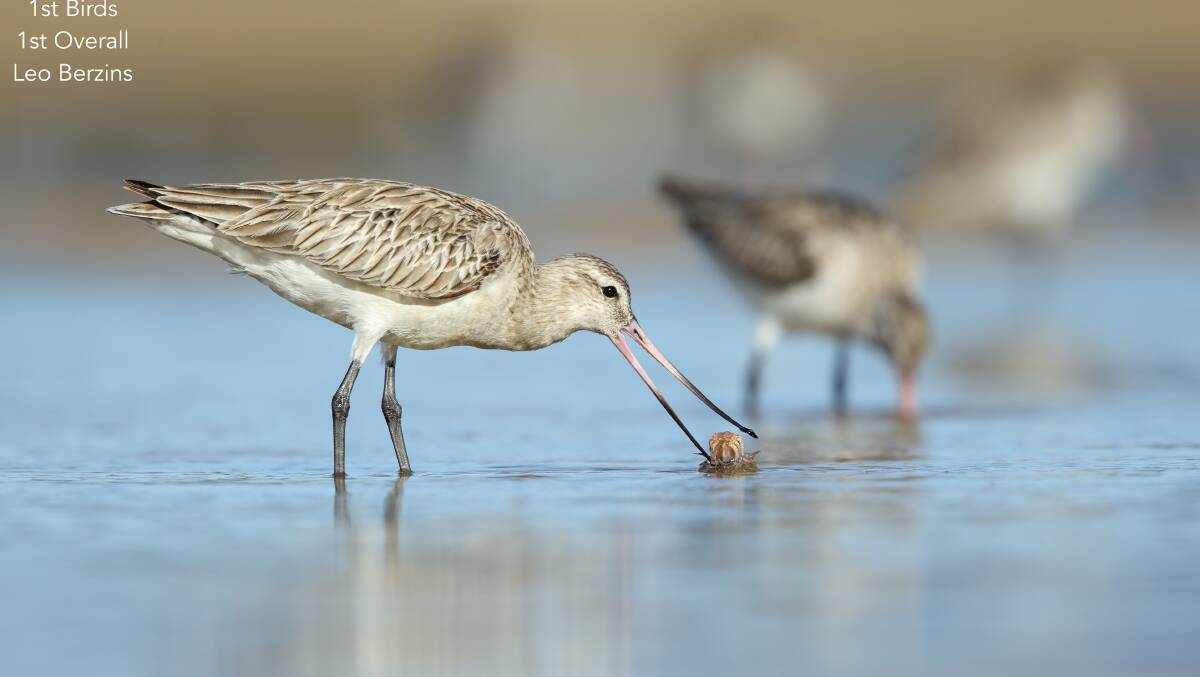Last Year’s overall winner was Leo Berzin’s Bar-tailed Godwit juggling a crab.