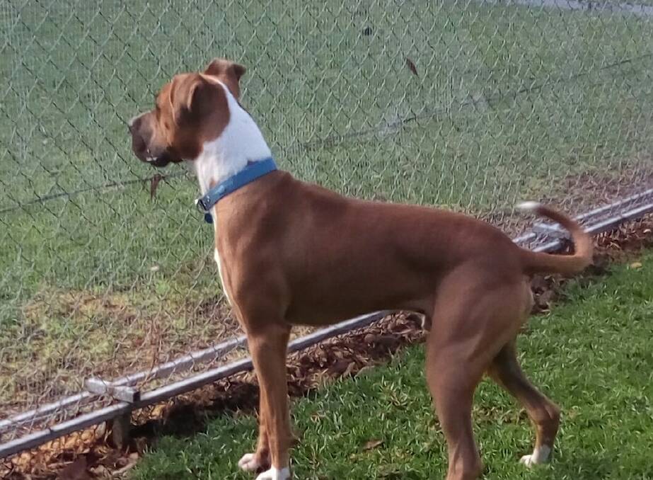 Ozzie is a gorgeous male Boxer X that is looking for a home through the AWL.