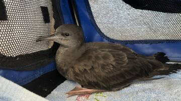 The Australian Seabird and Turtle Rescue South Coast Branch asks people to keep eye out for fledgling wedge-tailed shearwaters. Picture supplied 