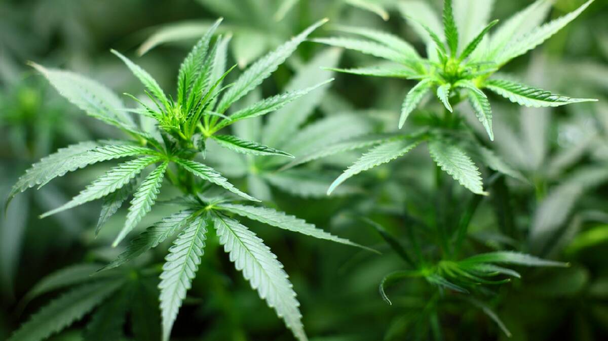 Around 20 cannabis plants were seized by police.